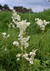 Fototapeta premium Filipendula blooms in the meadow in the wild