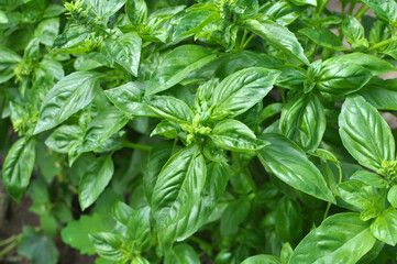 Basil grows in the garden