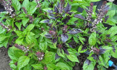 Basil grows in the garden