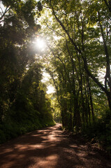 Fototapeta premium path in the forest