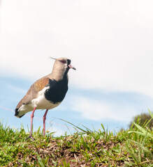 Quero quero  on the field