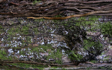 Horizontal closeup tree bark with green mildew and branches