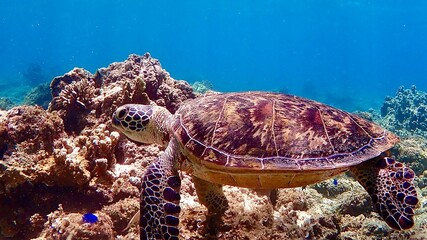 Obraz na płótnie Canvas 沖縄の珊瑚の海を泳ぐアカウミガメ