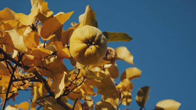 quince on a branch against a background of yellow autumn leaves. ripe fresh quince in the garden on a tree. quince in the sunlight in autumn.