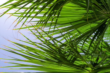 Obraz na płótnie Canvas fresh palm tree branches bottom view