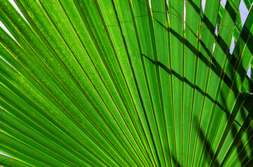 Obraz premium fresh palm tree branches bottom view