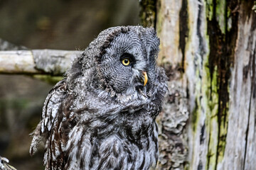 Eule Bartkauz (Strix nebulosa) sitzt auf einem Ast im Maus Wildpark Schweinfurt