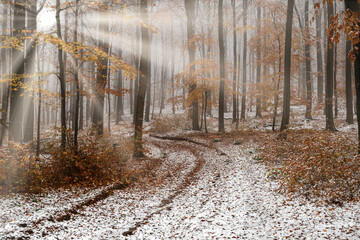 Schnee im Herbstwald mit Nebel und Sonnenstrahlen