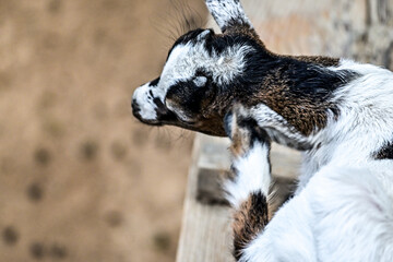 Nachwuchs Babyziege / Ziegen (Capra) spielt im Wildpark in Schweinfurt