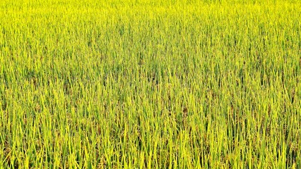 収穫間際の稲穂が垂れる水田の秋の昼間の風景