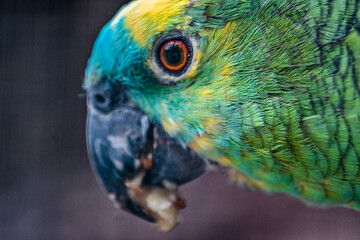 Blaustirnamazone (Amazona aestiva) oder Gelbflügelblaustirnamazone frisst Futter aus einem Napf im Wildpark Schweinfurt