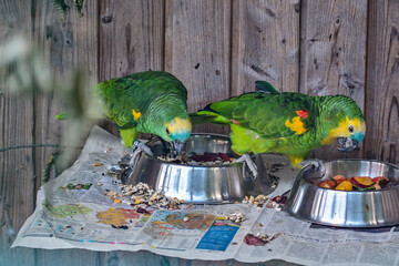 Blue-fronted Amazon (Amazona aestiva) or Yellow-winged Blue-fronted Amazon eats food from a bowl in...