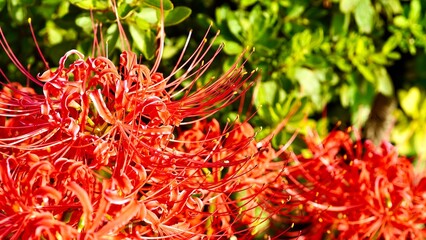 赤い彼岸花（曼珠沙華）