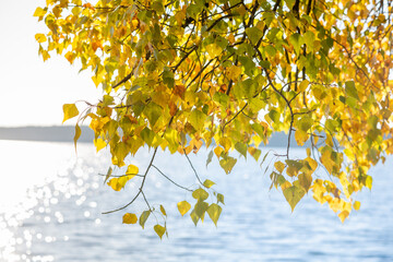 Yellow leaves on the background of a river or lake.