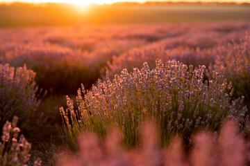 Blooming lavender field at sunset in Provence, France