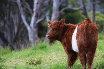 Brown and white belted galloway calf
