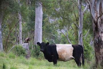 Black and white belted galloway cow