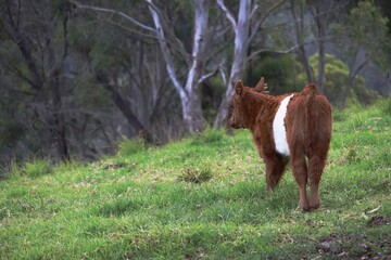 Brown and white belted galloway calf