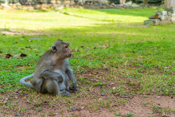 A monkey at the Bayon temple in Angkor Wat, Cambodia