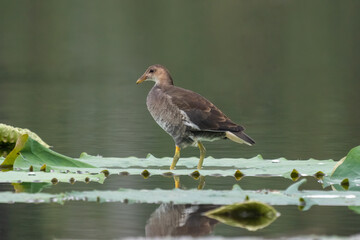 Close-up of a sitting / standing common moorhen with green backgorund