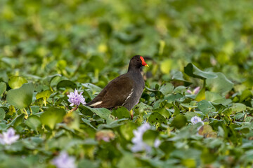 Close-up of a sitting / standing common moorhen with green backgorund