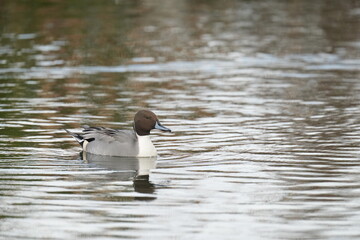 northern pintail in a sea