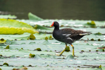 Close-up of a sitting / standing common moorhen with green backgorund