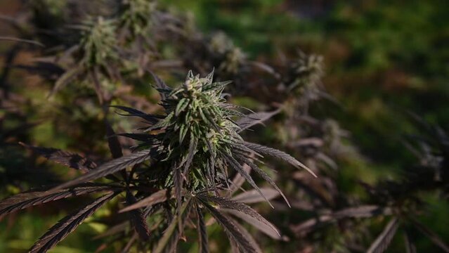 marijuana hemp garden cbd thc medical farm field cannabis plantation