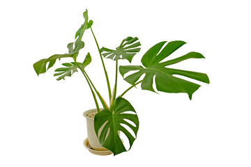 Obraz na płótnie Canvas Large leaf plant Monstera deliciosa in a white pot on a white background