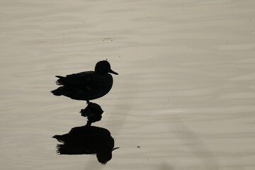 silhouette of eurasian spot billed duck