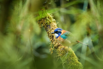 Pitta-like ground roller, Atelornis pittoides, cobalt blue and orange bird, endemic to Madagascar,...