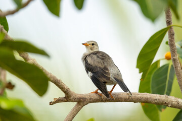 Close-up of red-billed starling (Spodiopsar sericeus) sitting on a branch