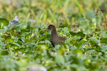 Close-up of a sitting / standing common moorhen with green backgorund