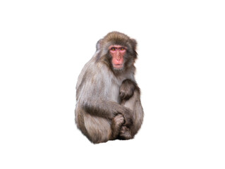 japanese monkey sitting isolated on white background