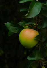 green ripe boiken apple on a branch in the garden