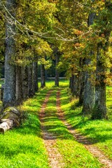 Naklejka premium path in autumn forest