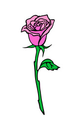 rose branch drawing with pink flower and leaves, isolated element, design