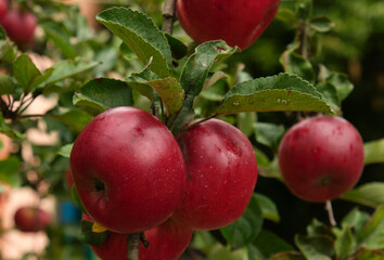 red ripe apple on a branch in the garden