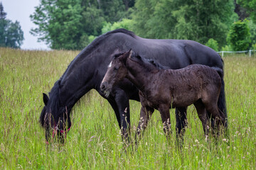 Friesian mare horse and foal on the meadow. Warlander, a cross between a Friesian and a Lusatian...