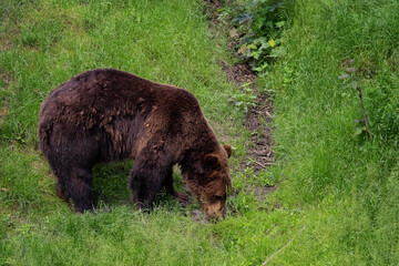 Brown bear - Ursus arctos looking for food in grass