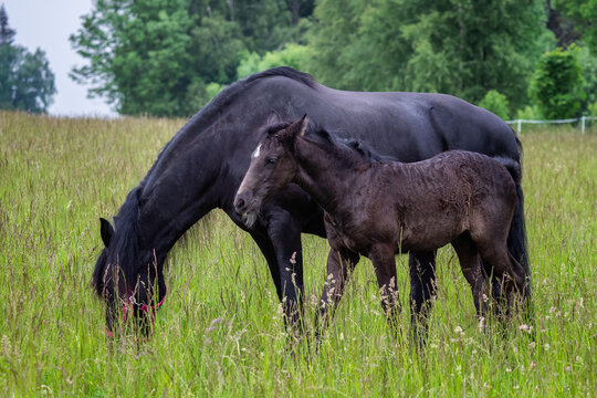 Friesian mare horse and foal on the meadow. Warlander, a cross between a Friesian and a Lusatian horse.