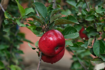 red ripe apple on a branch in the garden