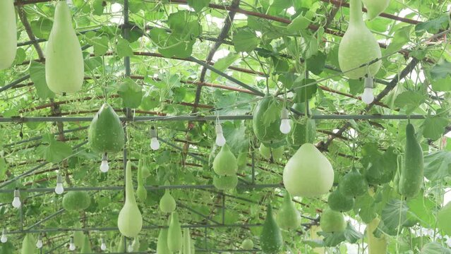 calabash bottle gourd vine growing in organic vegetable farm field. Agriculture and farming