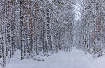 Snowy landscape in a forest at winter