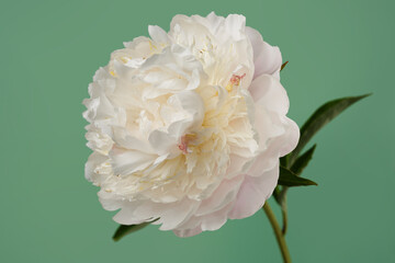 Delicate peony flower isolated on green background.