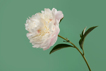 Delicate peony flower isolated on green background.