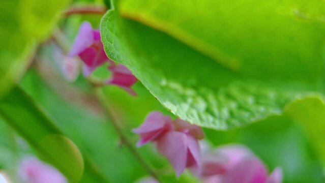 Antigonon leptopus pink is a species of perennial vine in the buckwheat family commonly known as coral vine or queen's wreath, background green blur