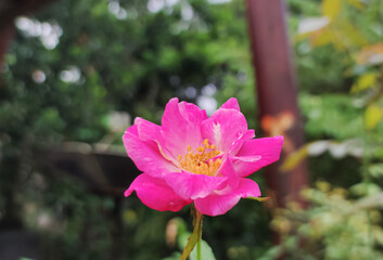 close up portrait of rosa flower