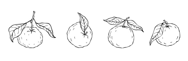 Set of line sketches of citrus fruit mandarin.Vector graphics.