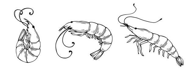 Set of linear sketches of shrimp.Vector graphics.